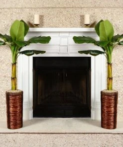 Brighter Blooms Veranda Banana Tree Fruit Trees 7 Brighter Blooms Veranda Banana Tree Fruit Trees