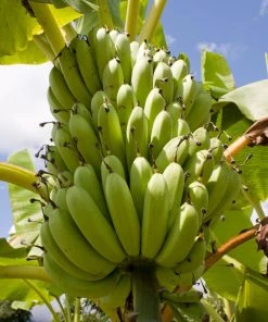 Brighter Blooms Veranda Banana Tree Fruit Trees 9 Brighter Blooms Veranda Banana Tree Fruit Trees