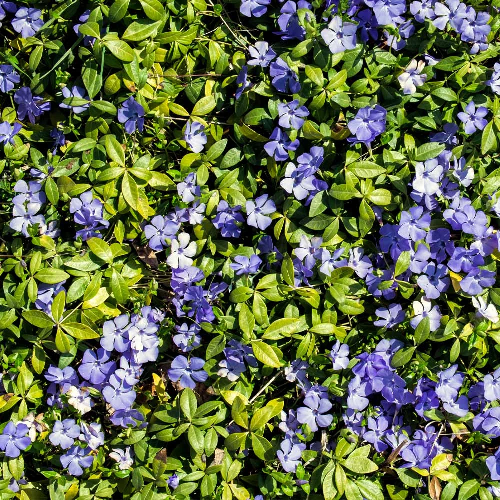 Brighter Blooms Periwinkle Plant Perennials 2 Brighter Blooms Periwinkle Plant Perennials
