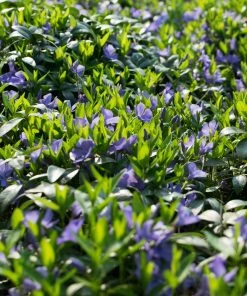 Brighter Blooms Periwinkle Plant Perennials 6 Brighter Blooms Periwinkle Plant Perennials