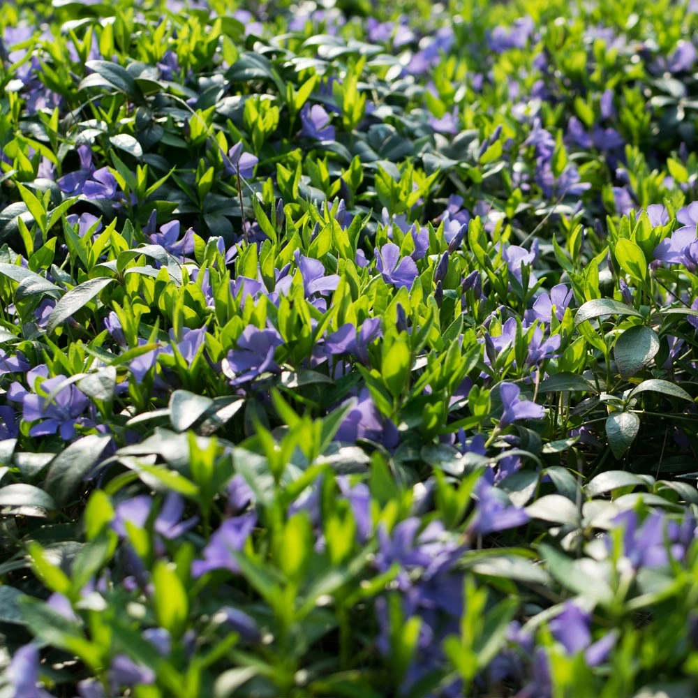 Brighter Blooms Periwinkle Plant Perennials 3 Brighter Blooms Periwinkle Plant Perennials