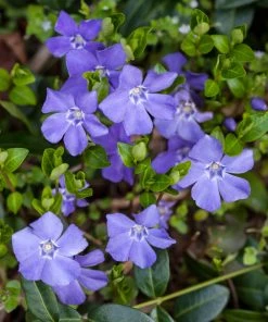 Brighter Blooms Periwinkle Plant Perennials 7 Brighter Blooms Periwinkle Plant Perennials
