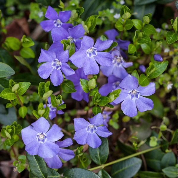 Brighter Blooms Periwinkle Plant Perennials 1 Brighter Blooms Periwinkle Plant Perennials