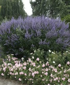 BrighterBlooms Sales 45 Brighter Blooms Vitex Chaste Tree Flowering Trees