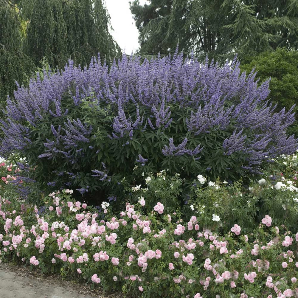 Brighter Blooms Vitex Chaste Tree Flowering Trees 2 Brighter Blooms Vitex Chaste Tree Flowering Trees