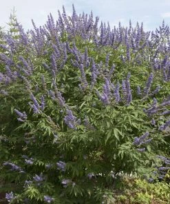 Brighter Blooms Vitex Chaste Tree Flowering Trees 6 Brighter Blooms Vitex Chaste Tree Flowering Trees