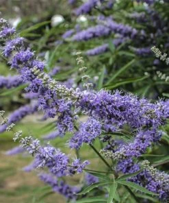 Brighter Blooms Vitex Chaste Tree Flowering Trees 7 Brighter Blooms Vitex Chaste Tree Flowering Trees