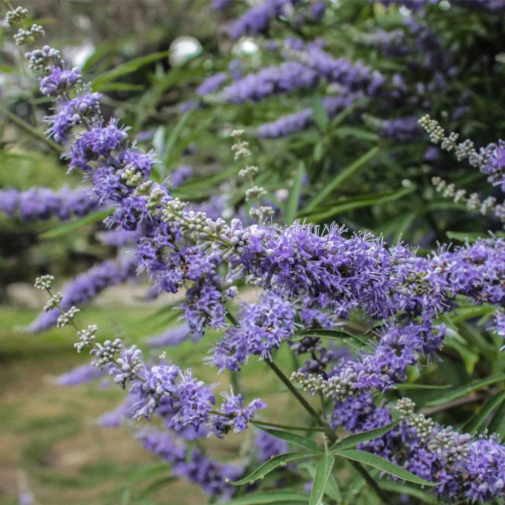 Brighter Blooms Vitex Chaste Tree Flowering Trees 4 Brighter Blooms Vitex Chaste Tree Flowering Trees