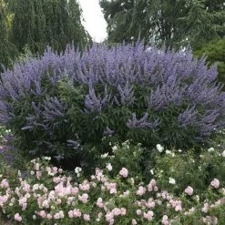 Brighter Blooms Vitex Chaste Tree Flowering Trees