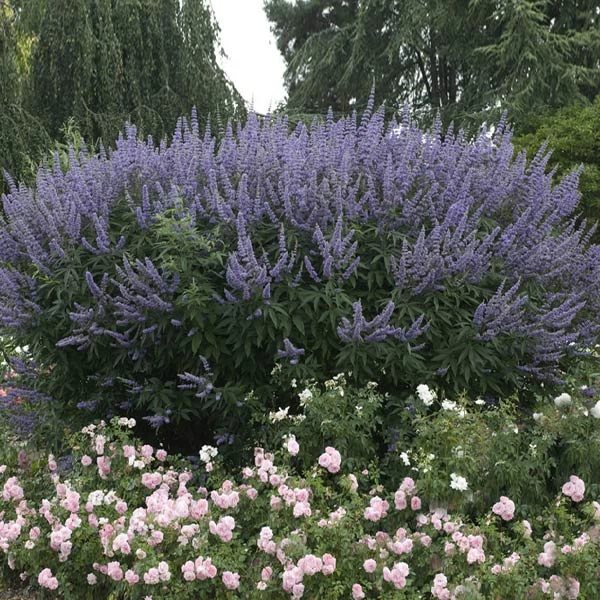 Brighter Blooms Vitex Chaste Tree Flowering Trees 1 Brighter Blooms Vitex Chaste Tree Flowering Trees