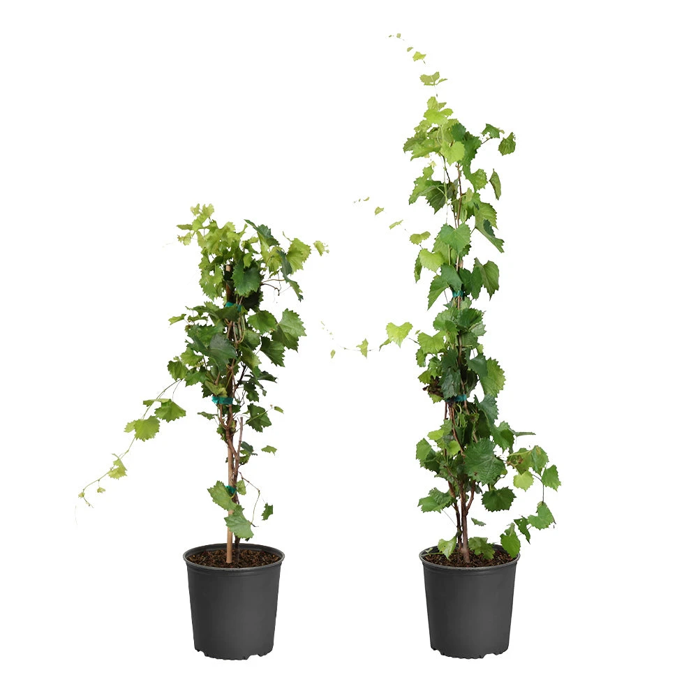 Brighter Blooms Grape Vines Wine Lover's Kit 2 Brighter Blooms Grape Vines Wine Lover's Kit