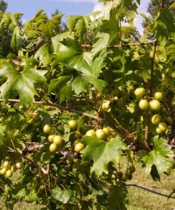 Brighter Blooms Grape Vines Wine Lover's Kit 8 Brighter Blooms Grape Vines Wine Lover's Kit