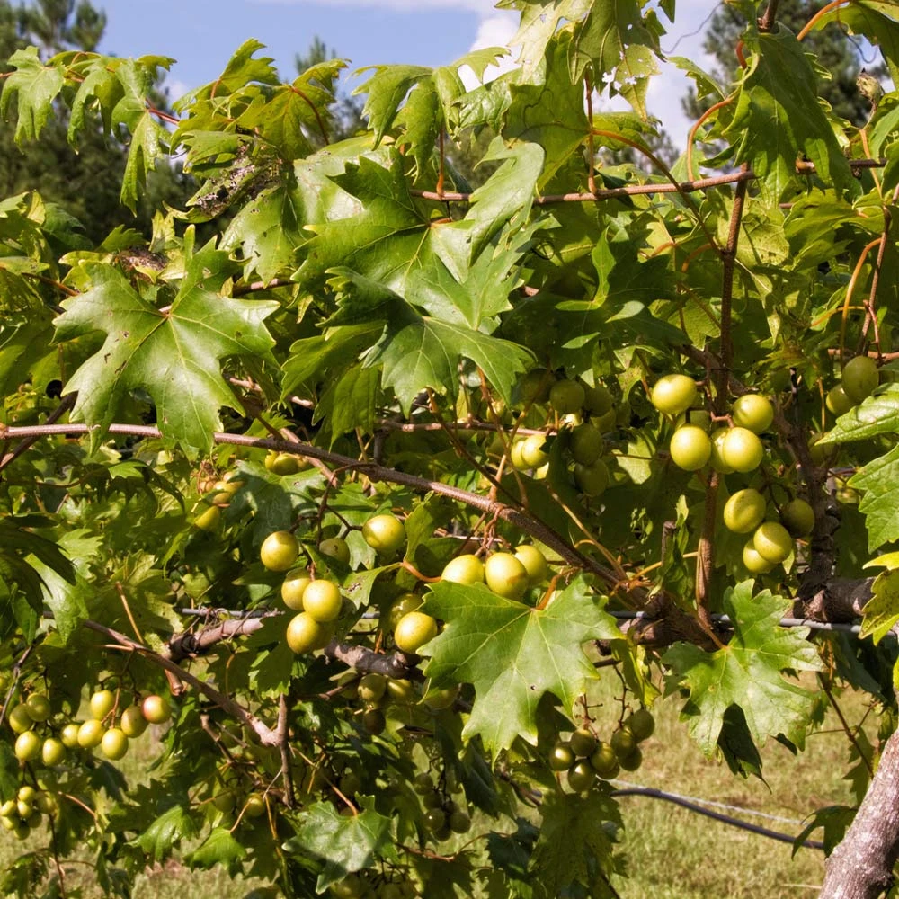 Brighter Blooms Grape Vines Wine Lover's Kit 4 Brighter Blooms Grape Vines Wine Lover's Kit