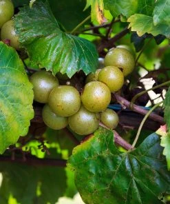 Brighter Blooms Grape Vines Wine Lover's Kit 9 Brighter Blooms Grape Vines Wine Lover's Kit