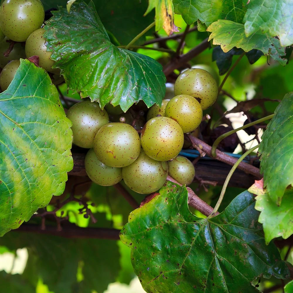 Brighter Blooms Grape Vines Wine Lover's Kit 5 Brighter Blooms Grape Vines Wine Lover's Kit