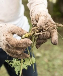 Brighter Blooms Wasabi Plant Fruit Trees 7 Brighter Blooms Wasabi Plant Fruit Trees
