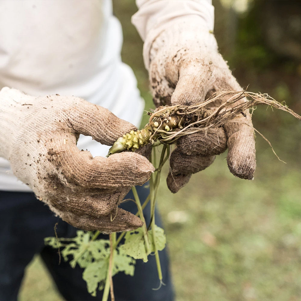 Brighter Blooms Wasabi Plant Fruit Trees 4 Brighter Blooms Wasabi Plant Fruit Trees