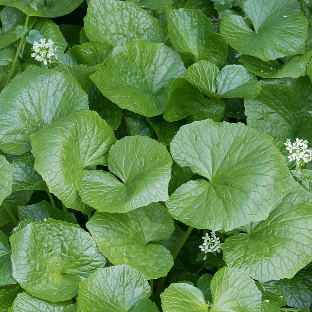 Brighter Blooms Wasabi Plant Fruit Trees 2 Brighter Blooms Wasabi Plant Fruit Trees