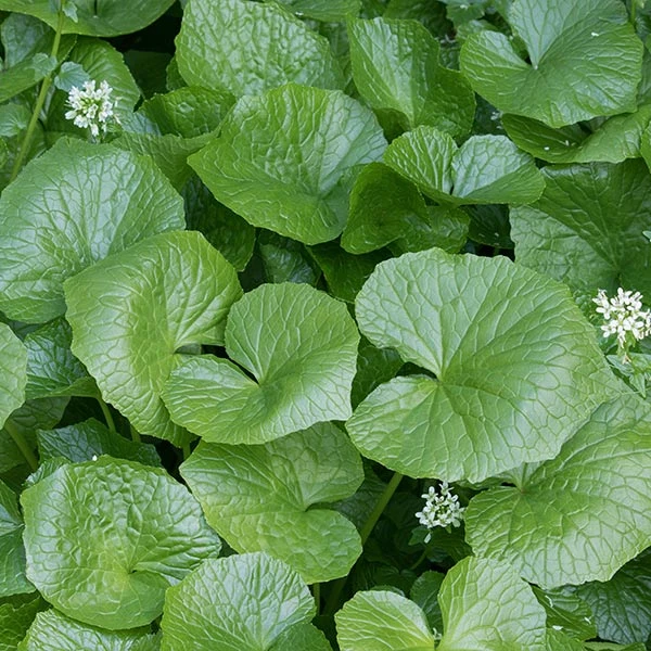 Brighter Blooms Wasabi Plant Fruit Trees 1 Brighter Blooms Wasabi Plant Fruit Trees