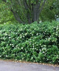 Brighter Blooms Waxleaf Privet Hedge Arborvitae Trees 9 Brighter Blooms Waxleaf Privet Hedge Arborvitae Trees