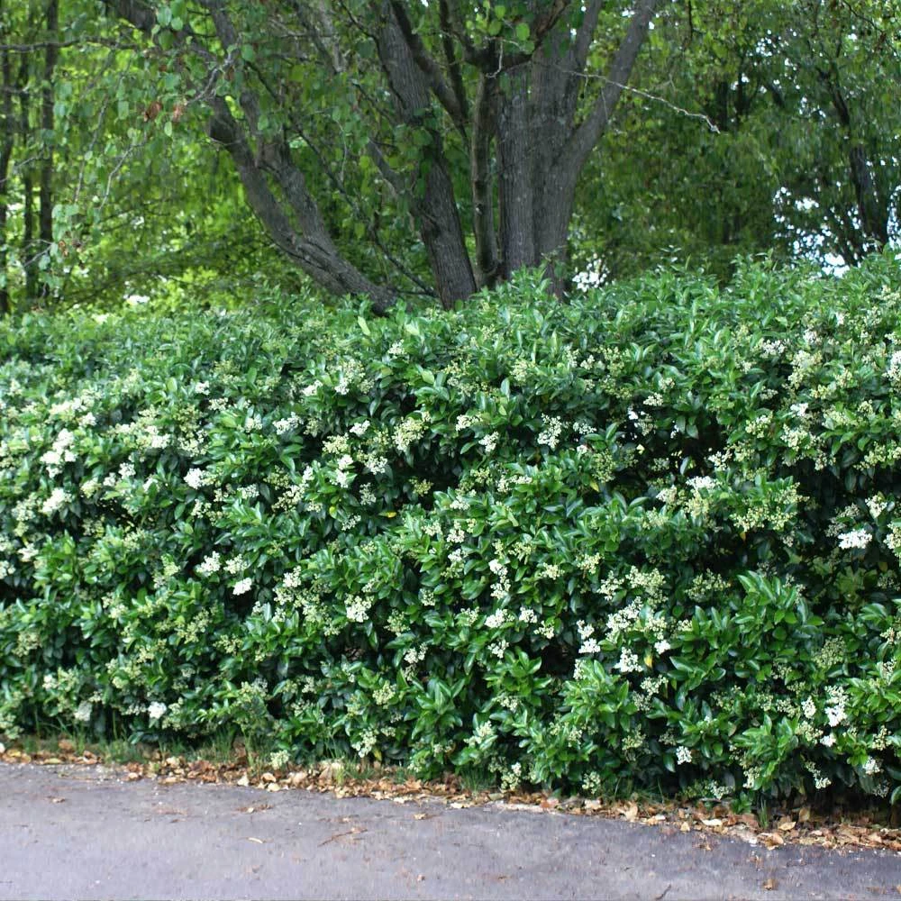 Brighter Blooms Waxleaf Privet Hedge Arborvitae Trees 3 Brighter Blooms Waxleaf Privet Hedge Arborvitae Trees