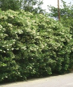 Brighter Blooms Waxleaf Privet Hedge Arborvitae Trees 10 Brighter Blooms Waxleaf Privet Hedge Arborvitae Trees