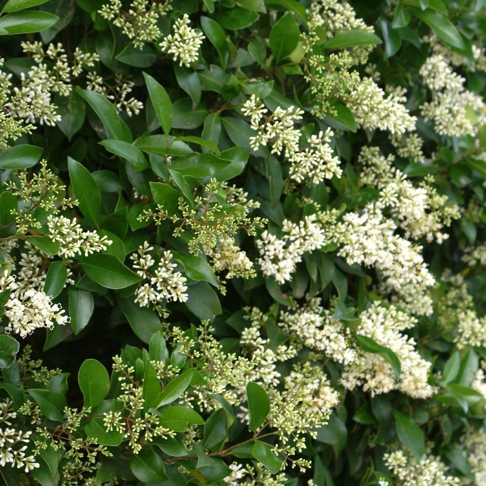 Brighter Blooms Waxleaf Privet Hedge Arborvitae Trees 5 Brighter Blooms Waxleaf Privet Hedge Arborvitae Trees