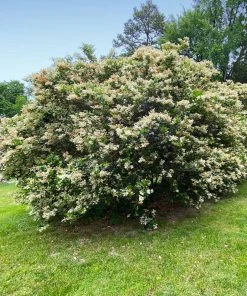 Brighter Blooms Waxleaf Privet Hedge Arborvitae Trees 13 Brighter Blooms Waxleaf Privet Hedge Arborvitae Trees