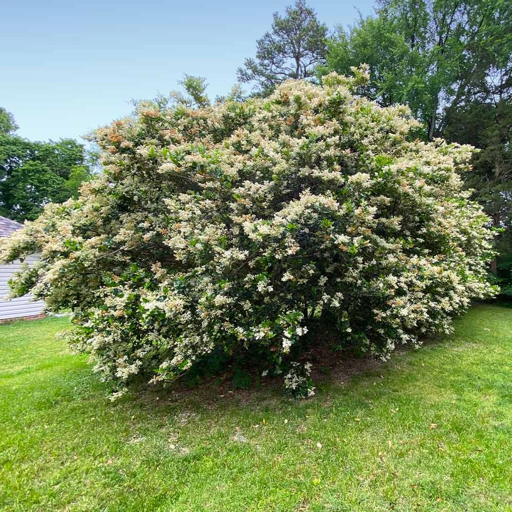 Brighter Blooms Waxleaf Privet Hedge Arborvitae Trees 7 Brighter Blooms Waxleaf Privet Hedge Arborvitae Trees