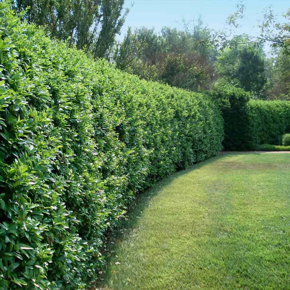 Brighter Blooms Waxleaf Privet Hedge Arborvitae Trees 1 Brighter Blooms Waxleaf Privet Hedge Arborvitae Trees