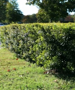 Brighter Blooms Arborvitae Trees Wax Myrtle Shrub 11 Brighter Blooms Arborvitae Trees Wax Myrtle Shrub