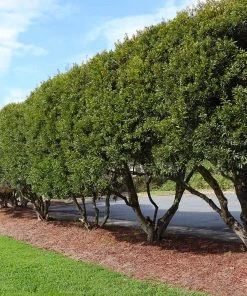 Brighter Blooms Arborvitae Trees Wax Myrtle Shrub 8 Brighter Blooms Arborvitae Trees Wax Myrtle Shrub