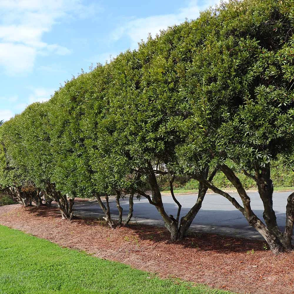 Brighter Blooms Arborvitae Trees Wax Myrtle Shrub 3 Brighter Blooms Arborvitae Trees Wax Myrtle Shrub