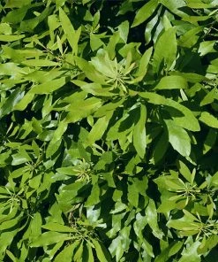 Brighter Blooms Arborvitae Trees Wax Myrtle Shrub