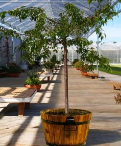 Brighter Blooms Flowering Trees Weeping Extraordinaire™ Cherry Tree 6 Brighter Blooms Flowering Trees Weeping Extraordinaire™ Cherry Tree