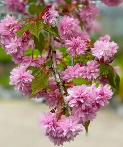 Brighter Blooms Flowering Trees Weeping Extraordinaire™ Cherry Tree
