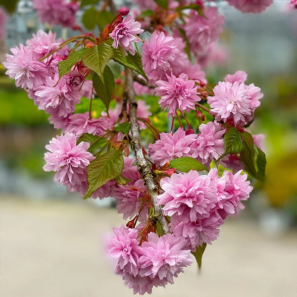 Brighter Blooms Flowering Trees Weeping Extraordinaire™ Cherry Tree 1 Brighter Blooms Flowering Trees Weeping Extraordinaire™ Cherry Tree