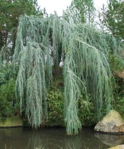 Brighter Blooms Weeping Blue Atlas Cedar Tree Evergreen & Privacy