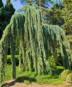 Brighter Blooms Weeping Blue Atlas Cedar Tree Evergreen & Privacy 6 Brighter Blooms Weeping Blue Atlas Cedar Tree Evergreen & Privacy