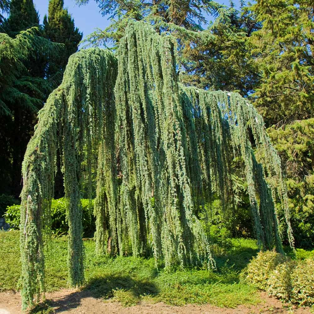 Brighter Blooms Weeping Blue Atlas Cedar Tree Evergreen & Privacy 3 Brighter Blooms Weeping Blue Atlas Cedar Tree Evergreen & Privacy