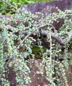 Brighter Blooms Weeping Blue Atlas Cedar Tree Evergreen & Privacy 7 Brighter Blooms Weeping Blue Atlas Cedar Tree Evergreen & Privacy