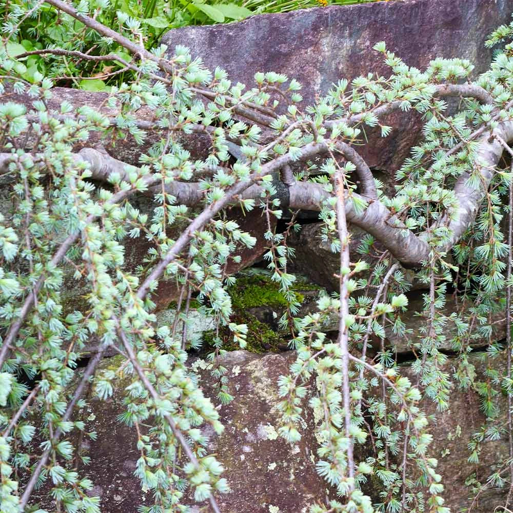 Brighter Blooms Weeping Blue Atlas Cedar Tree Evergreen & Privacy 4 Brighter Blooms Weeping Blue Atlas Cedar Tree Evergreen & Privacy