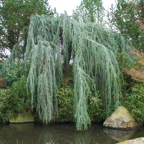 Brighter Blooms Weeping Blue Atlas Cedar Tree Evergreen & Privacy 1 Brighter Blooms Weeping Blue Atlas Cedar Tree Evergreen & Privacy