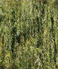 Brighter Blooms Weeping Willow Tree Shade Trees 10 Brighter Blooms Weeping Willow Tree Shade Trees