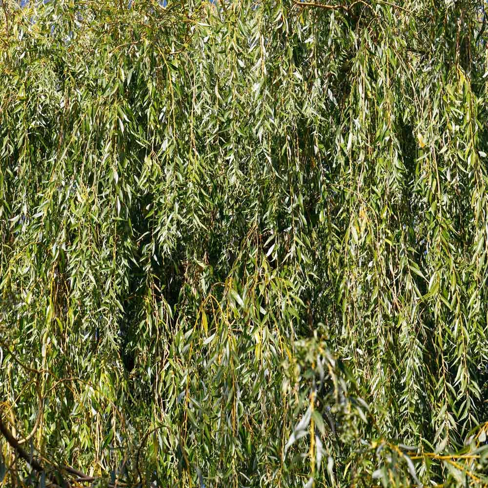 Brighter Blooms Weeping Willow Tree Shade Trees 5 Brighter Blooms Weeping Willow Tree Shade Trees