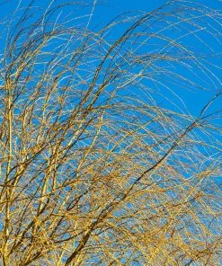 Brighter Blooms Weeping Willow Tree Shade Trees 11 Brighter Blooms Weeping Willow Tree Shade Trees