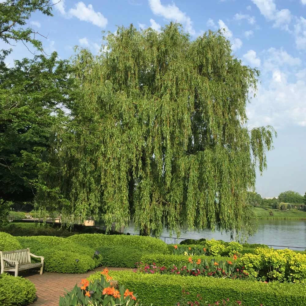 Brighter Blooms Weeping Willow Tree Shade Trees 2 Brighter Blooms Weeping Willow Tree Shade Trees