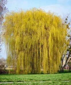 Brighter Blooms Weeping Willow Tree Shade Trees 9 Brighter Blooms Weeping Willow Tree Shade Trees
