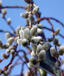 Brighter Blooms Arborvitae Trees Weeping Pussy Willow 7 Brighter Blooms Arborvitae Trees Weeping Pussy Willow