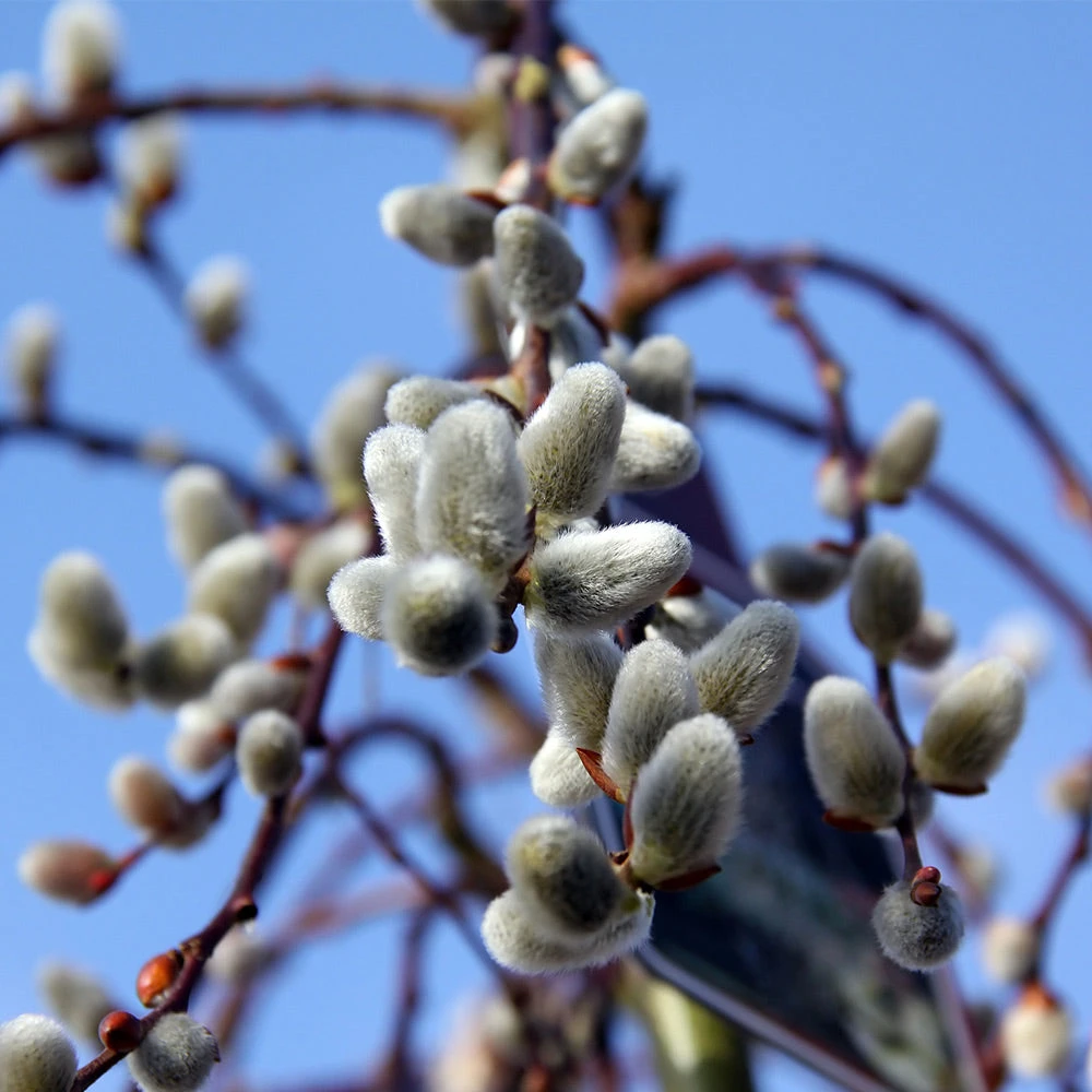 Brighter Blooms Arborvitae Trees Weeping Pussy Willow 4 Brighter Blooms Arborvitae Trees Weeping Pussy Willow
